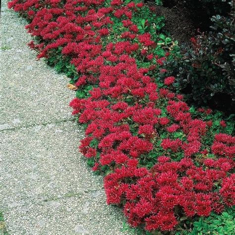 Sedum Dragon's Blood / Spurium Coccineum / 100 Seeds - Etsy