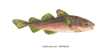 Watercolor Cod Fish On White Background Stock Illustration 1539966524 ...