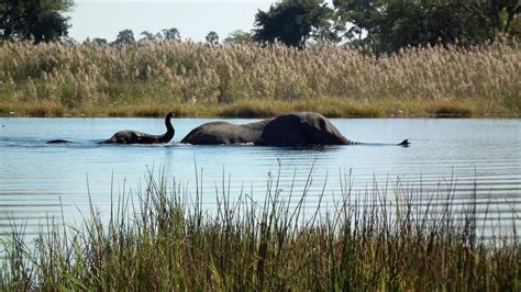 Best Time To Go To The Okavango Delta - Secret Africa