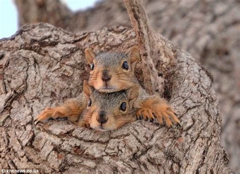 Hello world! Photographer captures moment two baby squirrels nervously ...