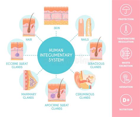 Integumentary System