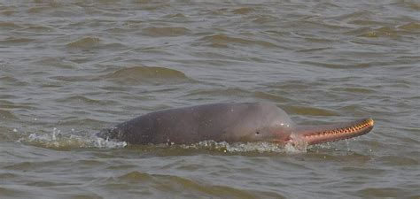 Thriving Gangetic dolphin presence in Bihar, reveals census