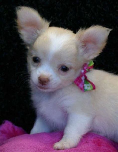 Pin by Sarah Norris on sarahsykes1959 | Chihuahua puppies, Cute funny ...