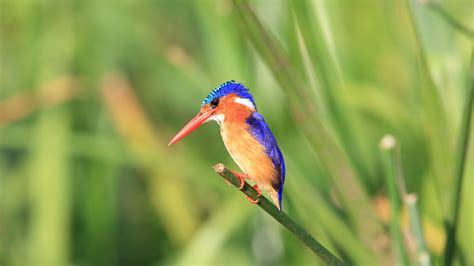 Malachite Kingfisher (Corythornis cristatus) in Queen Elizabeth National Park, Uganda | Windows ...