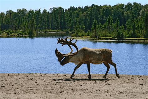 The boreal’s endangered caribou