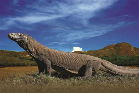 Habitat of Komodo Dragon: Facts about Komodo Island in Indonesia