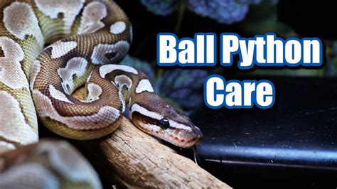 Ball python care guide! How to care for a Ball Python 🐍 - YouTube