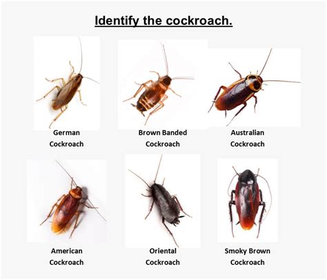 Home / Cockroach Pest Control / Identify The Roach - Brown Banded Cockroach Australia, HD Png ...