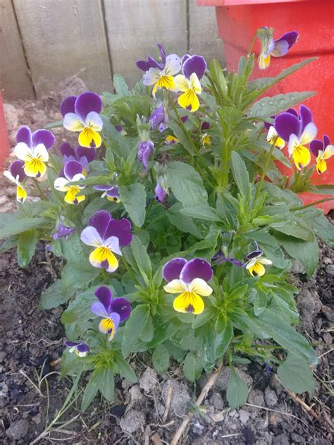 Heartsease – MeadowSweet Herbs & Flowers