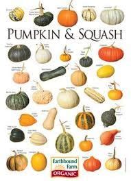 Image result for gourd types and shapes | Squash varieties, Pumpkin, Pumpkin squash