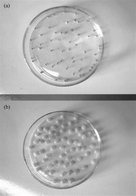 Photograph depicting (a) dry alginate beads and (b) swollen alginate ...