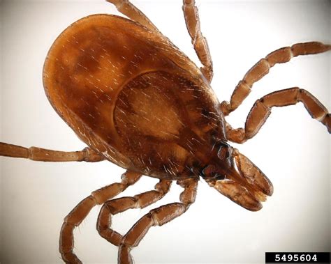 blacklegged tick (Ixodes scapularis Say)