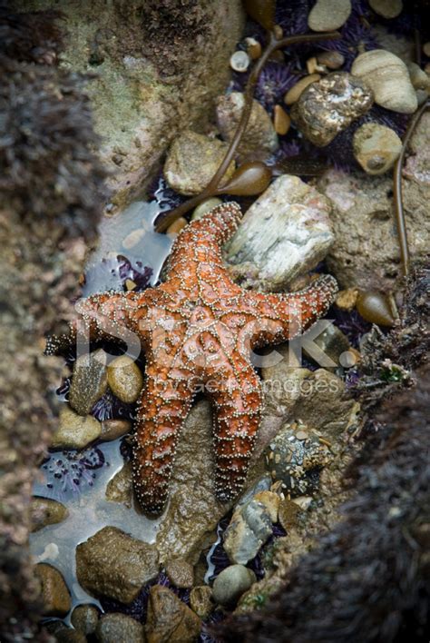 Orange Starfish Stock Photo | Royalty-Free | FreeImages