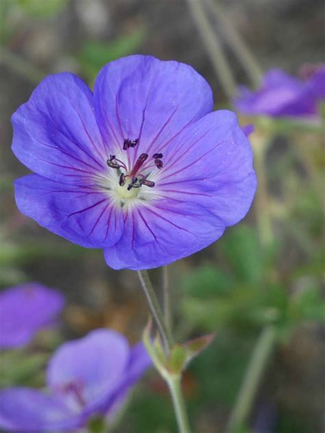 purple geranium | Brussels. Strolling in Sobieski park and t… | Flickr