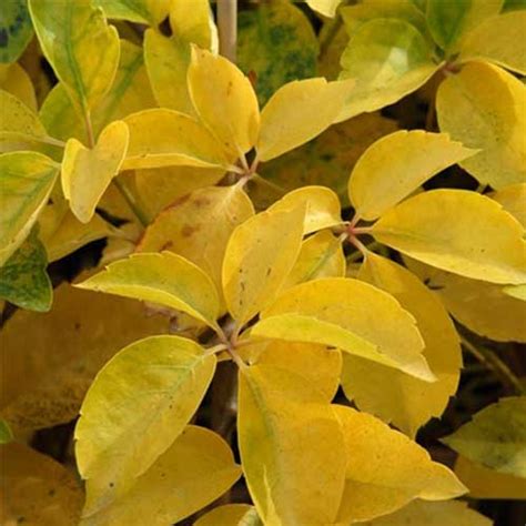 Parthenocissus quinquefolia Yellow Wall – Future Forests