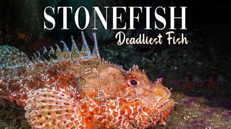 Stonefish Sting Symptoms