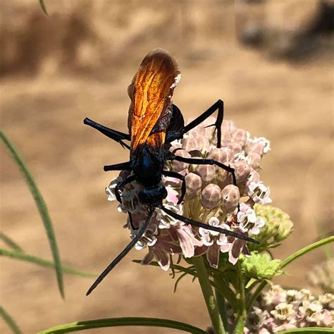 Found a milkweed plant today absolutely covered in tarantula hawk wasps. They may have a potent ...