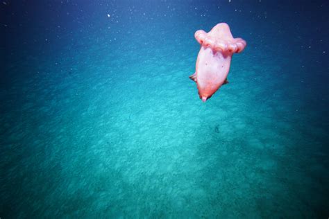 Students and deep-sea scientists spy headless chicken monsters | Australian Marine Parks