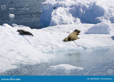 Seals in Alaska stock image. Image of beautiful, relaxing - 138739235