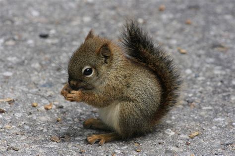 Baby Squirrel | Cute little Baby Squirrel my brother Andrew … | Flickr