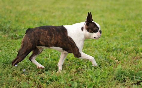 Brindle Boston Terrier Breed Guide [Pictures and Facts] - Terrier Owner