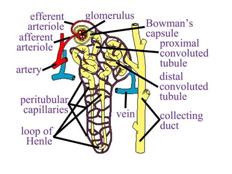 Urinary System Anatomy - ppt