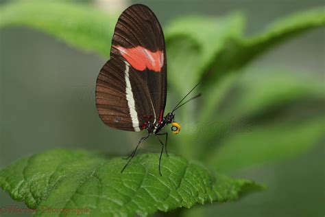 Heliconius Butterfly photo WP33313