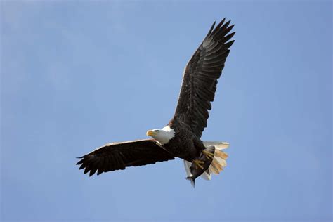 Bald eagle | Size, Habitat, Diet, & Facts | Britannica