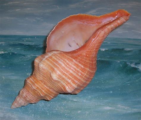 Large 12 FLORIDA Beach Found ORANGE Horse Conch SEASHELL | Etsy | Florida beaches, Sea shells, Beach