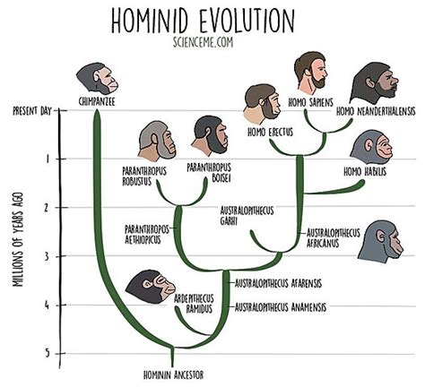 Hominid Evolution timeline | Timetoast timelines