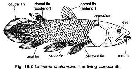 Origin of Lobe-Finned Fish (With Diagram) | Vertebrates | Chordata | Zoology