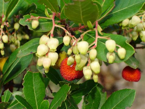 Arbutus unedo | Plants Direct – Victoria, BC