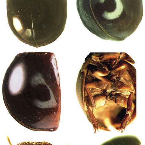 Saivodus striatus from the Vis é an, Mountain Limestone, vicinity of... | Download Scientific ...