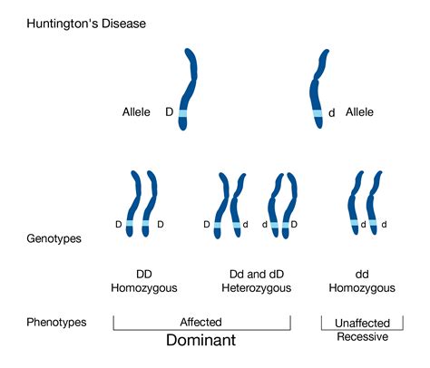 The Expressed Allele When No Dominant Allele Is Present