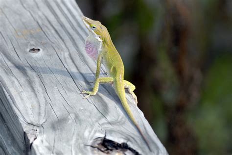 Louisiana Wildlife