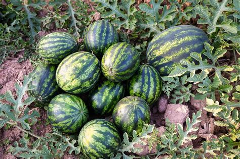 watermelon field with watermelon fruit fresh watermelon on ground agriculture garden watermelon ...