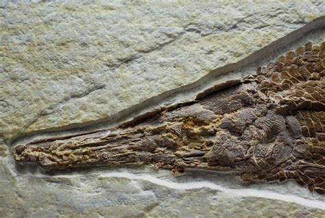 Atractosteus Gar Fish Fossil