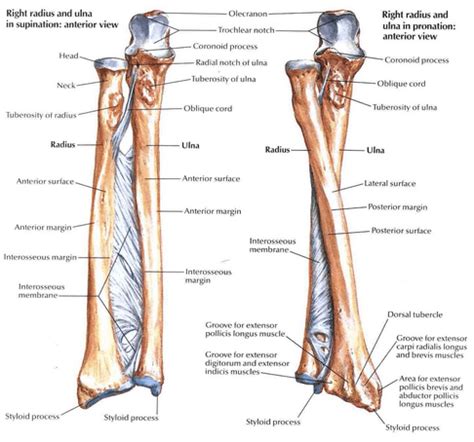 Forearm Fractures in Adults | Bone and Spine