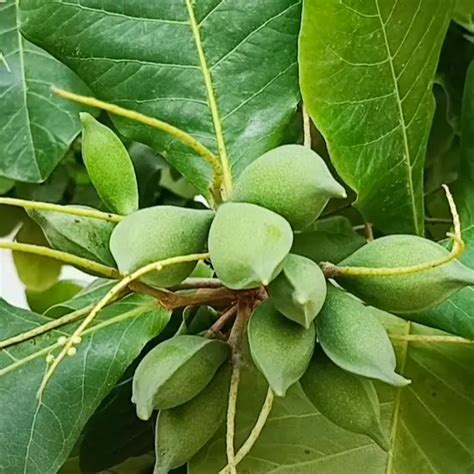 Badam-Indian Almond Tree "Terminalia Catappa" - Nursery Nisarga