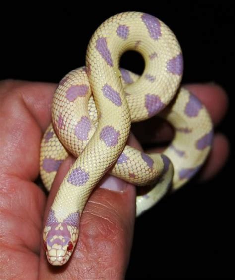 Milksnake morphs - filnlist