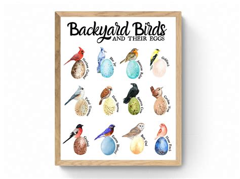 3 SIZES Backyard Bird Egg Identification Print-educational - Etsy UK