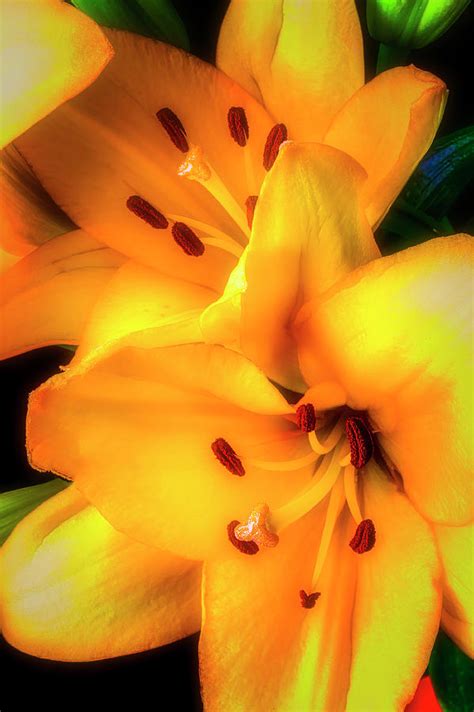 Yellow lily Bouquet Photograph by Garry Gay - Fine Art America