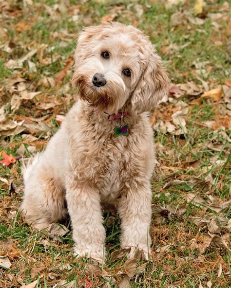 Fernridge Labradoodles All Dolled Up “Lucy” - Archview Labradoodles, LLC