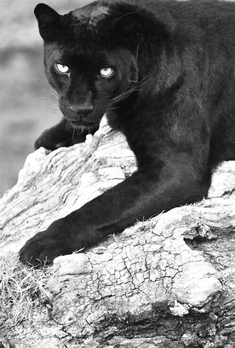 Albino Black Panther