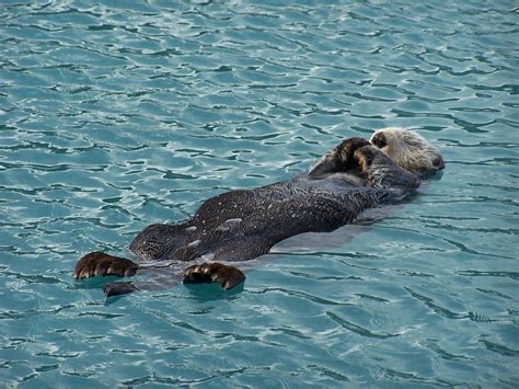 "A sea otter snoozes on its back — showing its hind legs, tail and ...