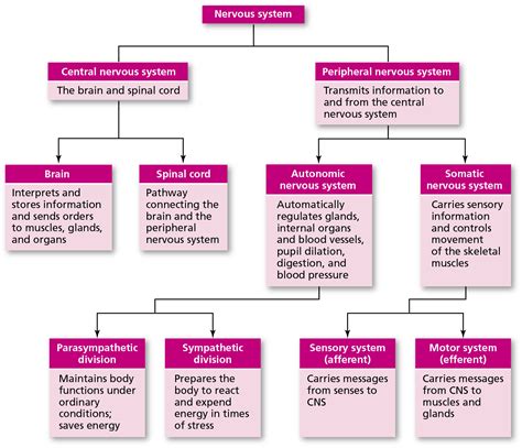 Organization Of The Nervous System Flowchart