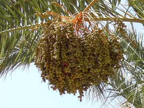 Dates,fruits,date palm,fruit,crop - free image from needpix.com