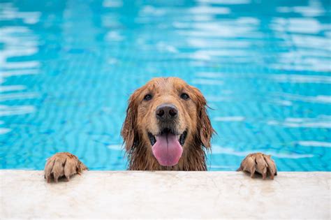 Can All Dogs Swim? Here's What Pet Experts Say About Water Safety