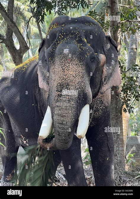 Elephant in temple festival India Stock Photo - Alamy