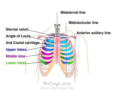 Anatomy: Thoracic Cavity